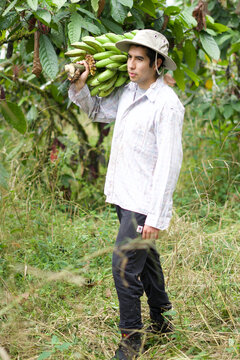 hombre hispano trabajando con pl&aacute;tano verde