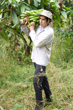 hombre hispano trabajando con pl&aacute;tano verde