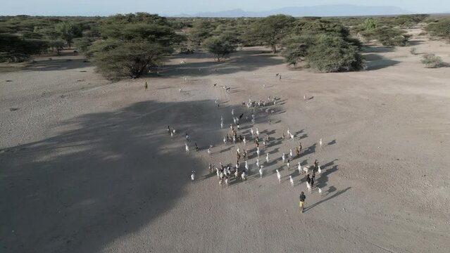 Climate change.drought.water crisis.Aerial view. Young African boys herding goats in a drought stricken landscape. Kenya