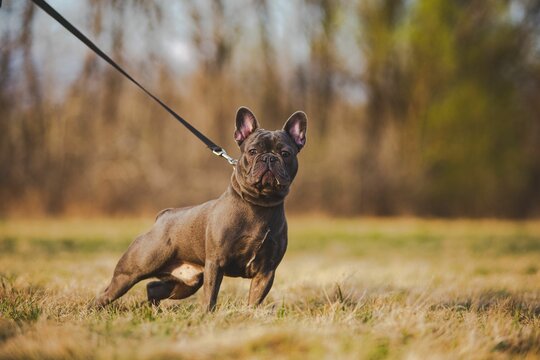 Brown French Bulldog Pet Walking On The Grass