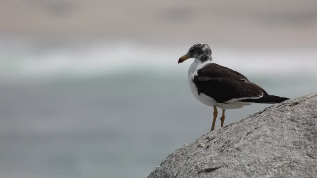 Closeup of a seagull perched on a rock in Lima, Peru