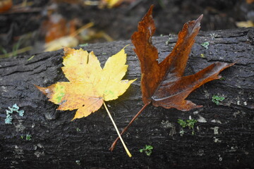 autumn leaves on the ground