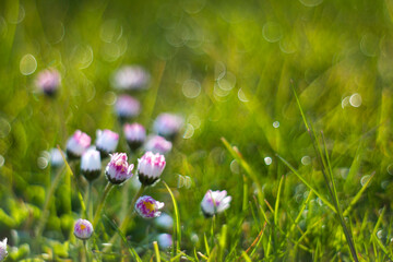 daisy flowers in morning dew with natural bokeh, soft focus