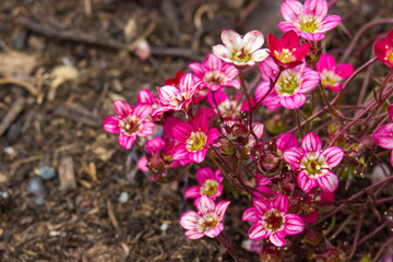 Lovely tiny pink flowers. Soft focus photo
