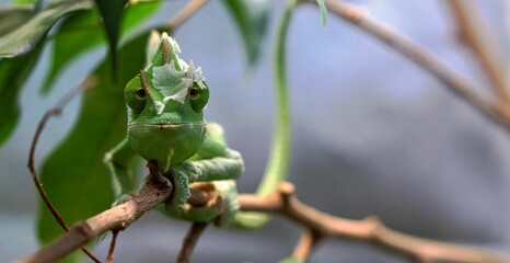 Closeup shot of a green chameleon