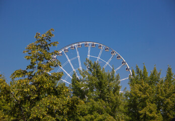 Ferris wheel behind trees