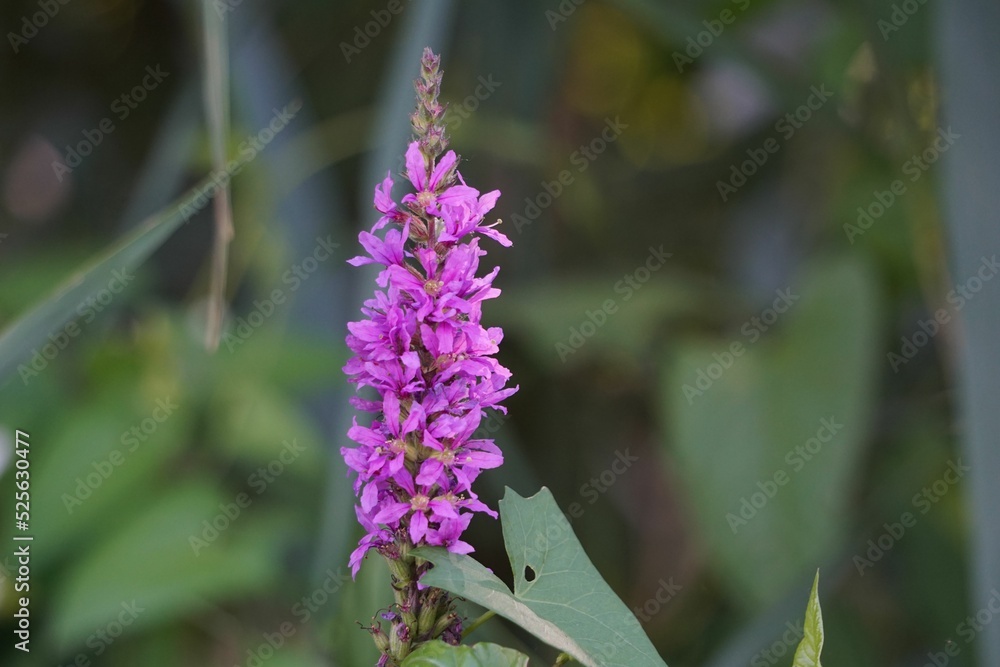 Wall mural closeup shot of a beautiful purple loosestrife flower in a garden