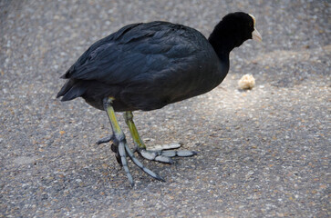 Animali a Londra