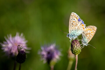 Close-up of connected praying mantis butterflies in a meadow