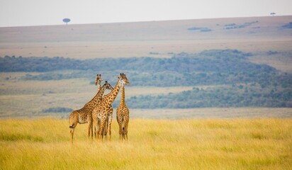 Giraffes standing calmly in savanna with golden grass during daytime