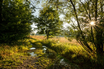 Road with puddles amidst greenery lit by the setting sun