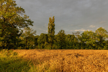 Fototapeta na wymiar A wheat field illuminated by the setting sun against a backdrop of storm clouds and trees