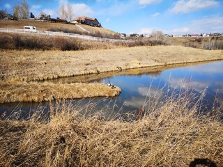 geese at the pond