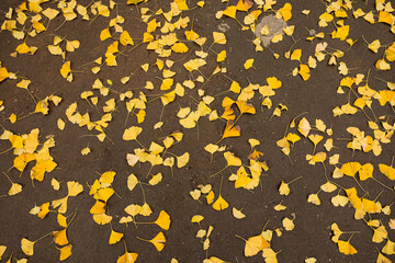 beautiful yellow leaves of the ginkgo in autumn on the on the ground