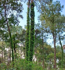 Fototapeta premium Naturaleza