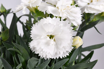 Obraz na płótnie Canvas White flower of Dianthus plant