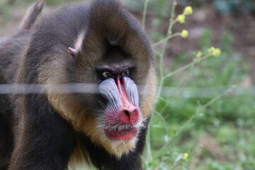 Portrait Baboon Monkey With Angry