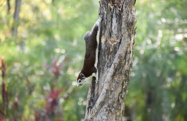 A little squirrel is descending from a large tree in an outdoor park next to a large nature.