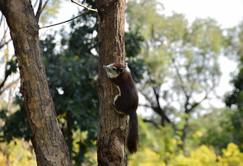 A little squirrel is climbing a large tree in an outdoor park next to a large nature.