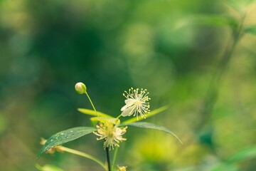 Selective focus of wildflowers in a field against a blurred background