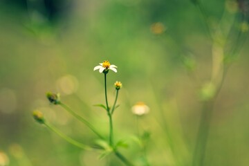Selective focus of a wildflower in a field against a blurred background