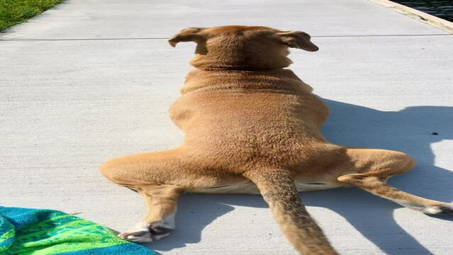Top view of a dog laying on a sidewalk wagging the tail