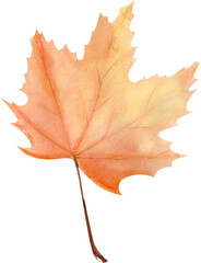 Watercolor hand drawn illustration colorful autumn maple leaf