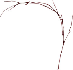 Watercolor illustration of dry autumn plant