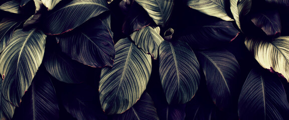 tropical leaf background, dark toned