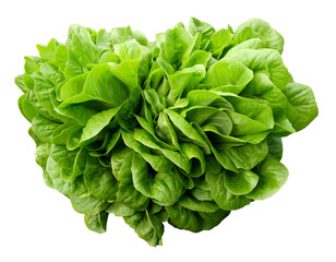 Fresh lettuce, Salavona