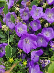 Purple flowers in the garden