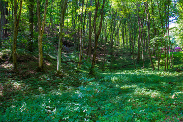 Typical North Hungarian deep forest