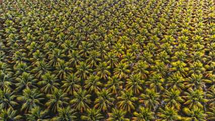 Tamandaré Carneiros Pernambuco Praia Litoral Paraíso Tropical Pernambucano Paradisíaco Coqueiro Mar Areia Ilha Céu Oceano Paisagem Drone Brasil Viagem Turismo Férias Verão