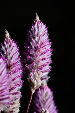 Vertical closeup of Mulla mulla plants on a dark background