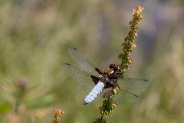 Closeup of a male broad-bodied chaser, Libellula depressa.