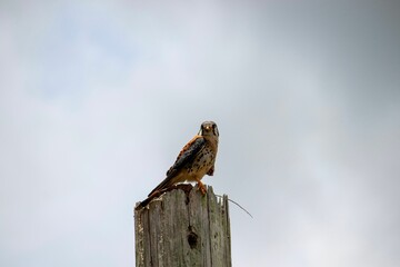 Closeup shot of a small American kestrel bird perched on a wooden piece with blur background of sky