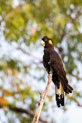 Vertical shot of the yellow tail black cockatoo perched on a tree branch © Jay Young/Wirestock Creators