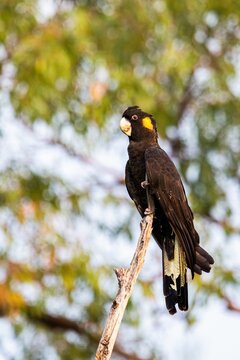 Vertical Shot Of The Yellow Tail Black Cockatoo Perched On A Tree Branch