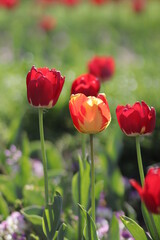 Obraz premium close up of a flower , macro flower portrait 