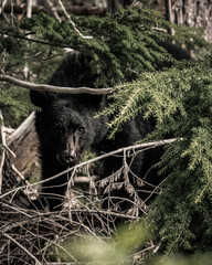 Naklejka premium Young Black Bear in the Forest
