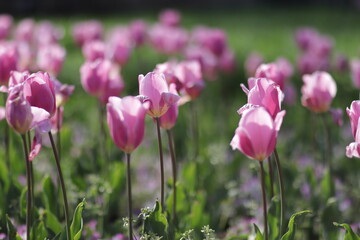 close up of a flower , macro flower portrait 
