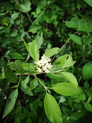 white flowers on bush