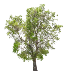 Abwaschbare Fototapete Tree on transparent background, real tree green leaf isolate die cut png file © Sync