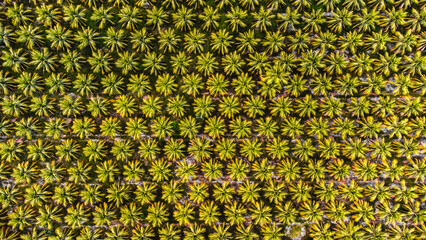 Tamandaré Carneiros Pernambuco Praia Litoral Paraíso Tropical Pernambucano Paradisíaco Coqueiro Mar Oceano Paisagem Drone Brasil Viagem Turismo Férias Verão Português