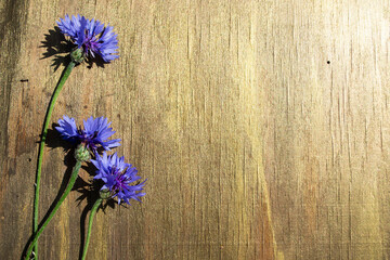 flowers on old background