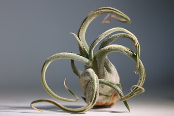 Tillandsia bulbosa, planta epífita que no requiere sustrato