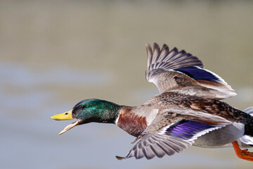 Close-up od a wild duck in flight