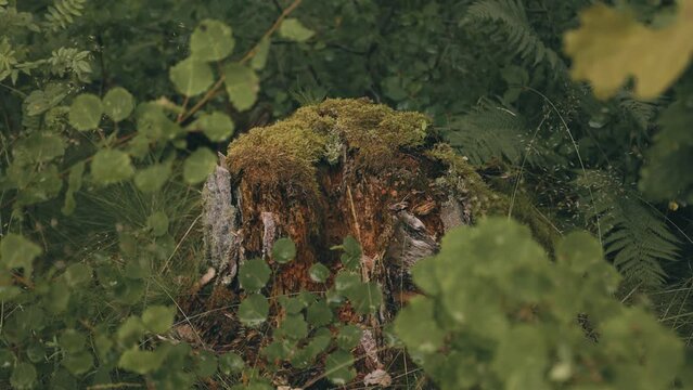 Moss-covered tree stump in the forest
