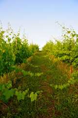 Fototapeta na wymiar vineyards in the Tuscan hills near Peccioli Italy