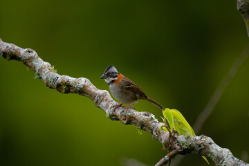 beautiful cute little bird on a green neutral natural background, sitting on a branch, Colombian sparrow, capiton